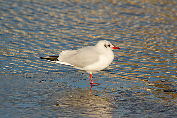 Image showing Black-headed gull