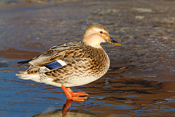 Image showing A wild duck