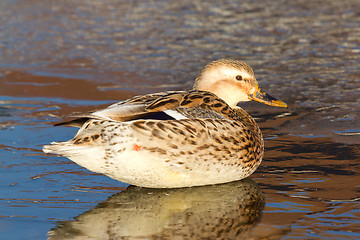 Image showing A wild duck