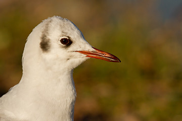 Image showing A black-headed gull