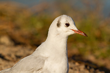 Image showing A black-headed gull