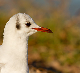 Image showing A black-headed gull