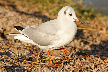 Image showing A black-headed gull