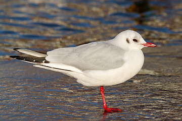 Image showing A black-headed gull