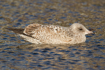 Image showing A seagull in the water