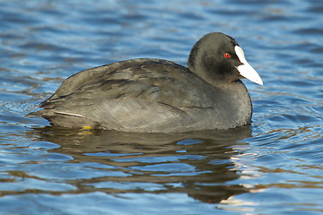 Image showing A common coot in the water