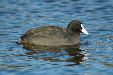 Image showing A common coot in the water