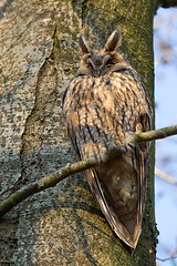 Image showing A sleeping long-eared owl