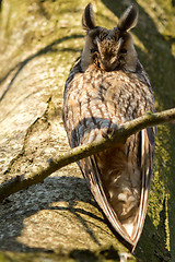 Image showing A sleeping long-eared owl