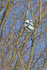 Image showing A football in a tree 