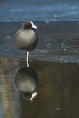 Image showing A common coot