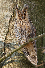 Image showing A sleeping long-eared owl