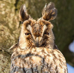 Image showing A sleeping long-eared owl