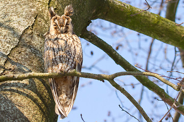 Image showing A sleeping long-eared owl