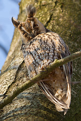 Image showing A sleeping long-eared owl