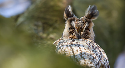 Image showing A sleeping long-eared owl