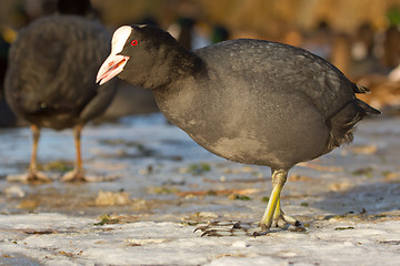 Image showing A common coot on the ice