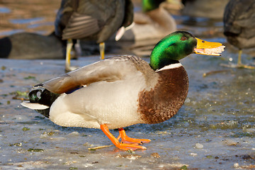 Image showing A mallard is eating bread 