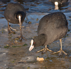 Image showing A common coot on the ice