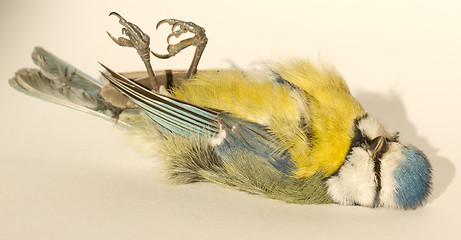 Image showing A deceased blue tit 