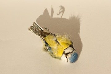 Image showing A deceased blue tit 