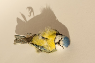 Image showing A deceased blue tit 