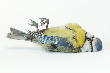 Image showing A deceased blue tit 