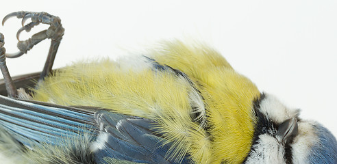 Image showing A deceased blue tit 