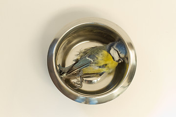 Image showing A deceased blue tit 