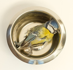 Image showing A deceased blue tit 