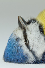 Image showing A deceased blue tit 