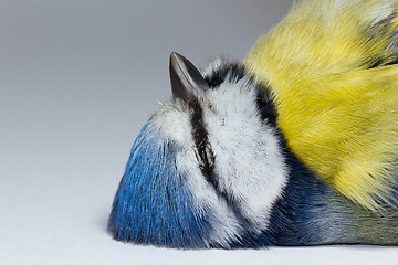 Image showing A deceased blue tit 