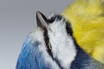 Image showing A deceased blue tit 