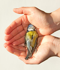 Image showing A deceased blue tit