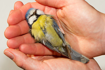 Image showing A deceased blue tit