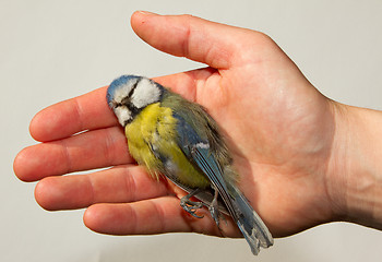 Image showing A deceased blue tit