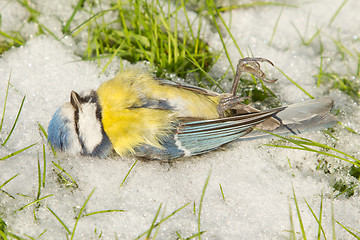 Image showing A deceased blue tit