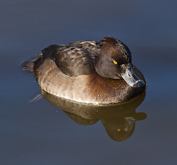 Image showing Female Tufted duck