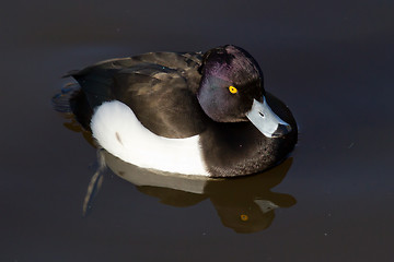 Image showing Male Tufted duck