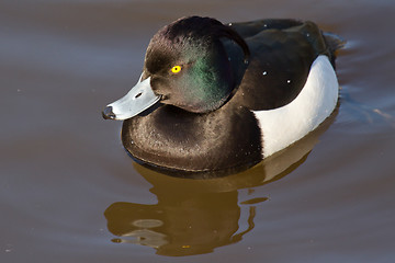 Image showing Male Tufted duck