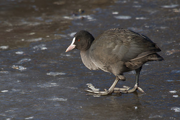 Image showing A common coot