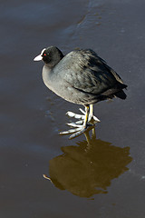 Image showing A common coot