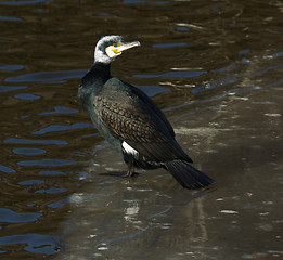 Image showing A cormorant