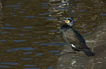 Image showing A cormorant