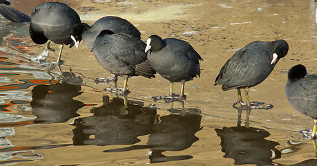 Image showing A row common coots