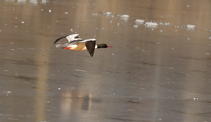 Image showing A male Goosander is flying