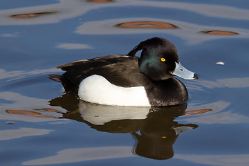 Image showing Male Tufted duck