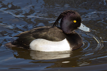 Image showing Male Tufted duck