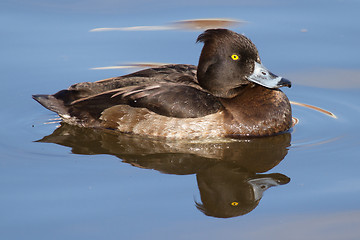 Image showing Female Tufted duck