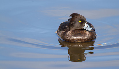 Image showing Female Tufted duck